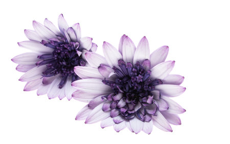 Osteospermum Daisy or Cape Daisy Flower Isolated over White Background. Close-up macroの写真素材