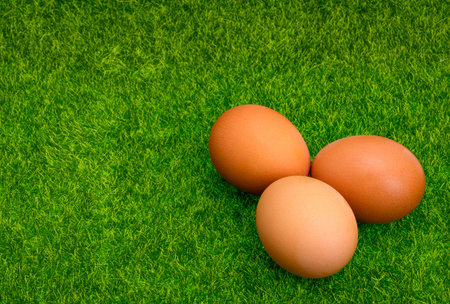 chicken eggs on green grassの写真素材