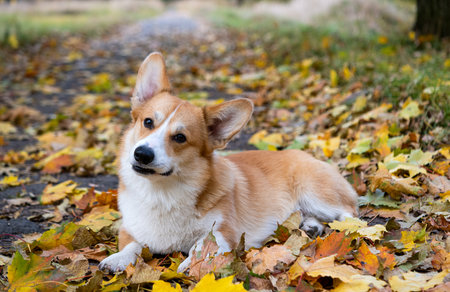 portrait of welsh corgi pembroke in autumn dayの写真素材