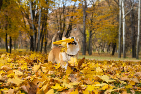 welsh corgi pembroke on a sunny autumn day for a walkの写真素材