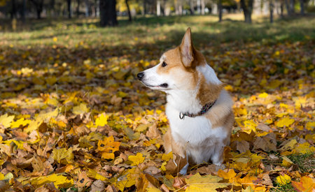 welsh corgi pembroke for a walk on an autumn sunny dayの写真素材