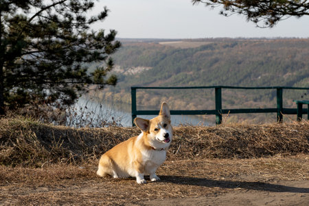 corgi welsh pembroke walking in autumnの写真素材