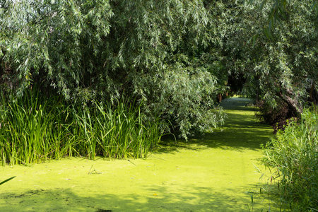 pond with green mud in summerの写真素材