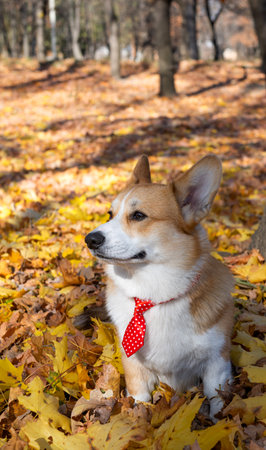 portrait of welsh corgi pembroke in the parkの写真素材