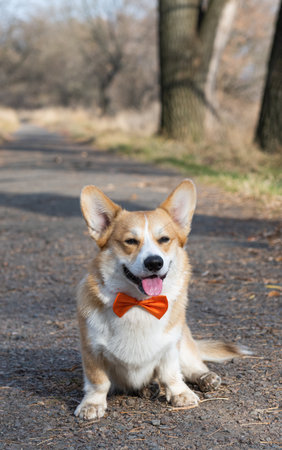 welsh corgi pembroke on a walk in the park in autumnの写真素材