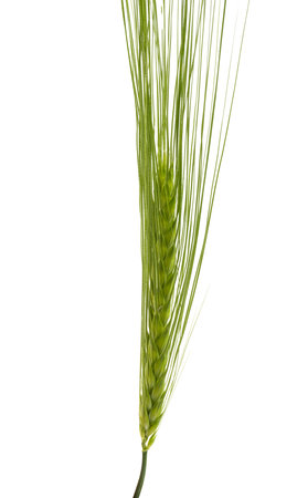 green ear of wheat isolated on white backgroundの写真素材