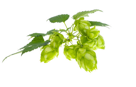 hop cones isolated on white background