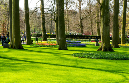 beautiful spring park in Hollandの写真素材