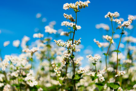 blooming buckwheat field on a sunny dayの写真素材