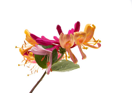 honeysuckle flowers isolated on white backgroundの写真素材