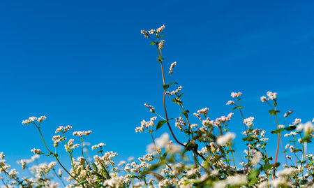 blooming buckwheat field on a sunny dayの写真素材