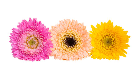 gerbera isolated on white backgroundの写真素材