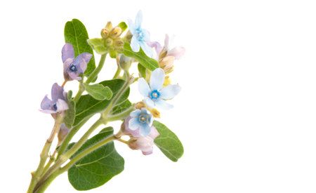 Oxypetalum coeruleum isolated on white backgroundの写真素材