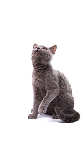 gray cat isolated on white backgroundの写真素材