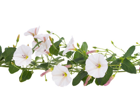 field bindweed isolated on white background