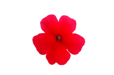red verbena flower isolated on white backgroundの写真素材