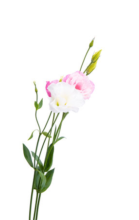 Eustoma flower isolated on white background