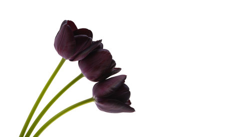 black tulips isolated on white backgroundの写真素材