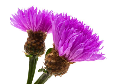 cornflower lilac isolated on white backgroundの写真素材