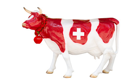 swiss cow isolated on white backgroundの写真素材