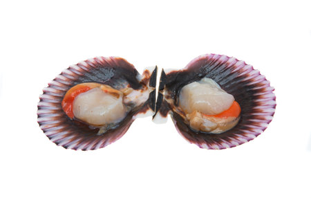 scallop shell isolated on a white background
