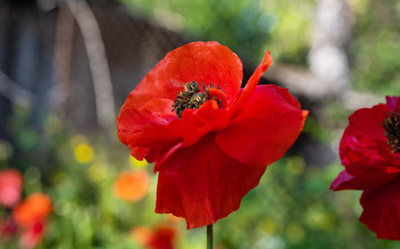 beautiful poppies blooming on a flowerbedの写真素材