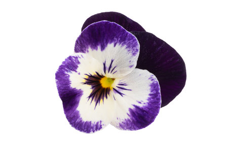pansies isolated on white backgroundの写真素材