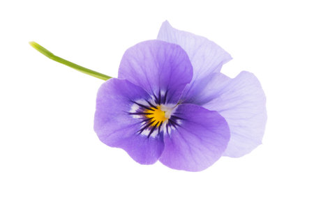 pansies isolated on white backgroundの写真素材