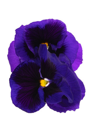 pansies isolated on white backgroundの写真素材