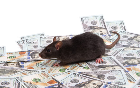 rat with dollars isolated on white backgroundの写真素材