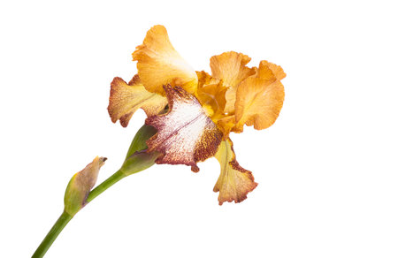 beautiful iris flower isolated on white background