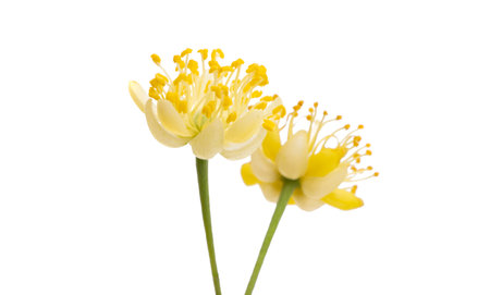 linden flowers isolated on white backgroundの写真素材