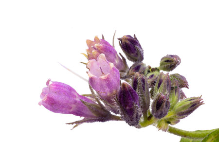 lilac wild flower isolated on white background