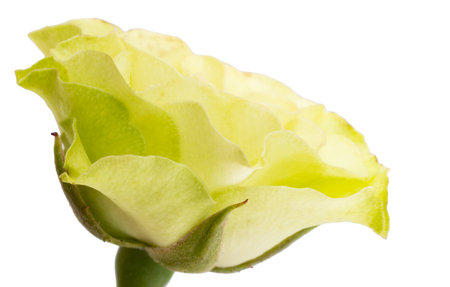 light green rose isolated on white background macroの写真素材