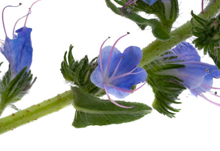 blue meadow flower isolated on white backgroundの写真素材