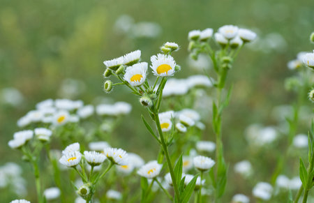 meadow chamomile in the meadow in summerの写真素材