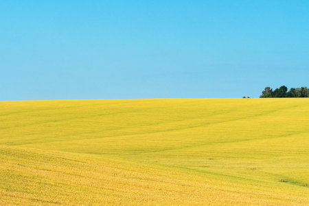 Ukrainian field of wheat on a sunny dayの写真素材
