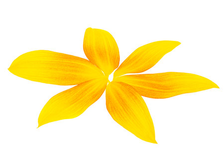sunflower petals isolated on white background