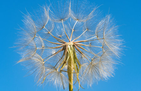 dandelion summer background on blue sky