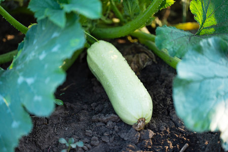 zucchini growing on the field in summerの写真素材