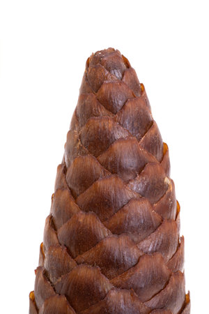 fir cone isolated on white backgroundの写真素材