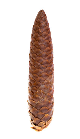 fir cone isolated on white backgroundの写真素材