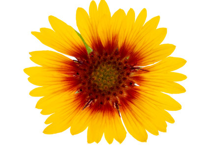 Gaillardia isolated on white backgroundの写真素材