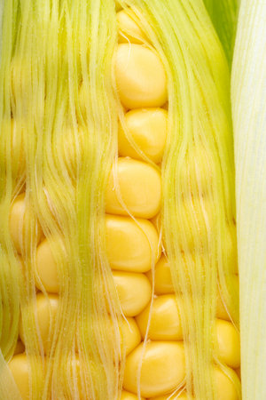 background of young corn