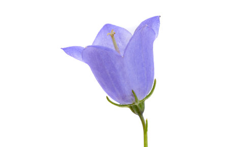 blue bell isolated on white backgroundの写真素材