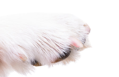 dog paw close up, macroの写真素材
