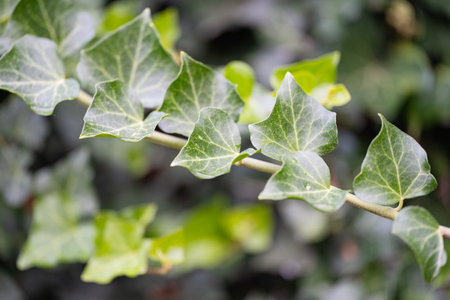 background of decorative creeperの写真素材