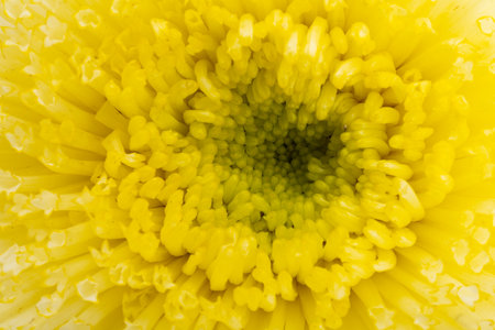 background of astersの写真素材