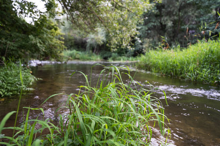 summer landscape near a small riverの写真素材