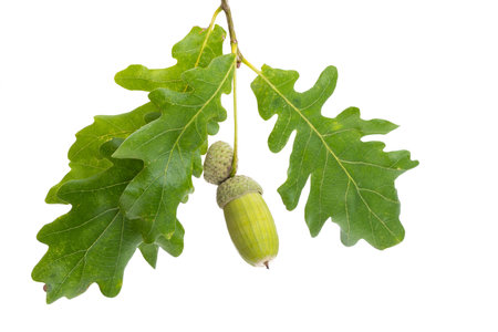 oak branch with acorns isolated on white background